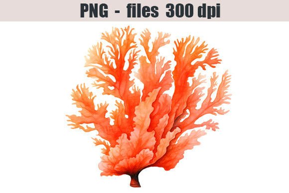 Corals Watercolor Clipart: Illustrations for Branding