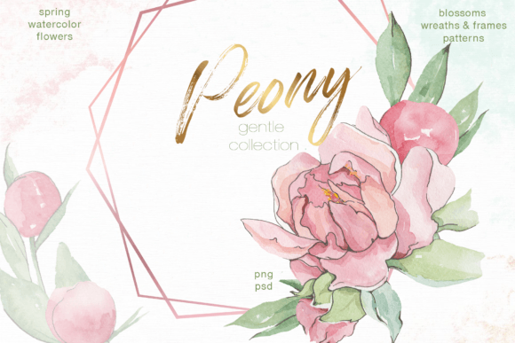 Spring Peony Watercolor Illustrations for Client Projects
