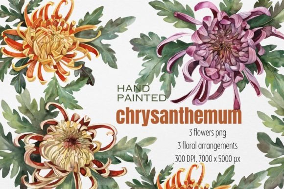 Watercolor Flowers Chrysanthemum Illustrations for Editorial Use