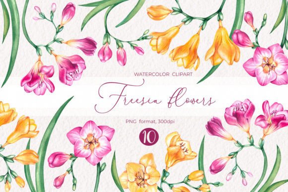 Watercolor Freesia Flowers Clipart PNG Illustrations
